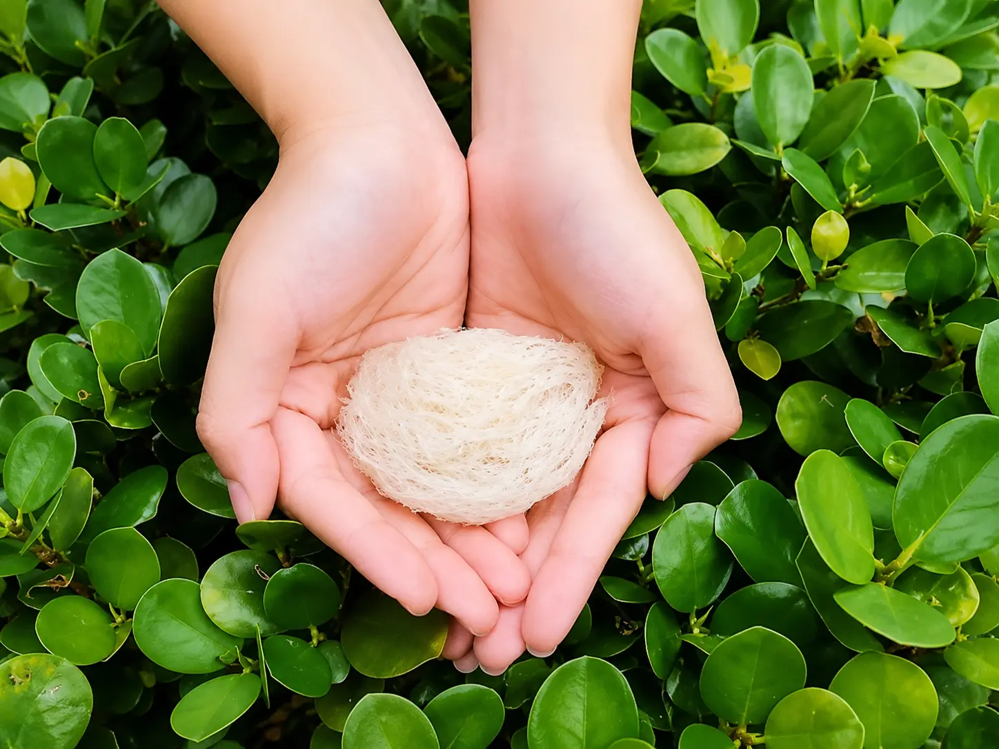 Cao Vien Bird's Nest