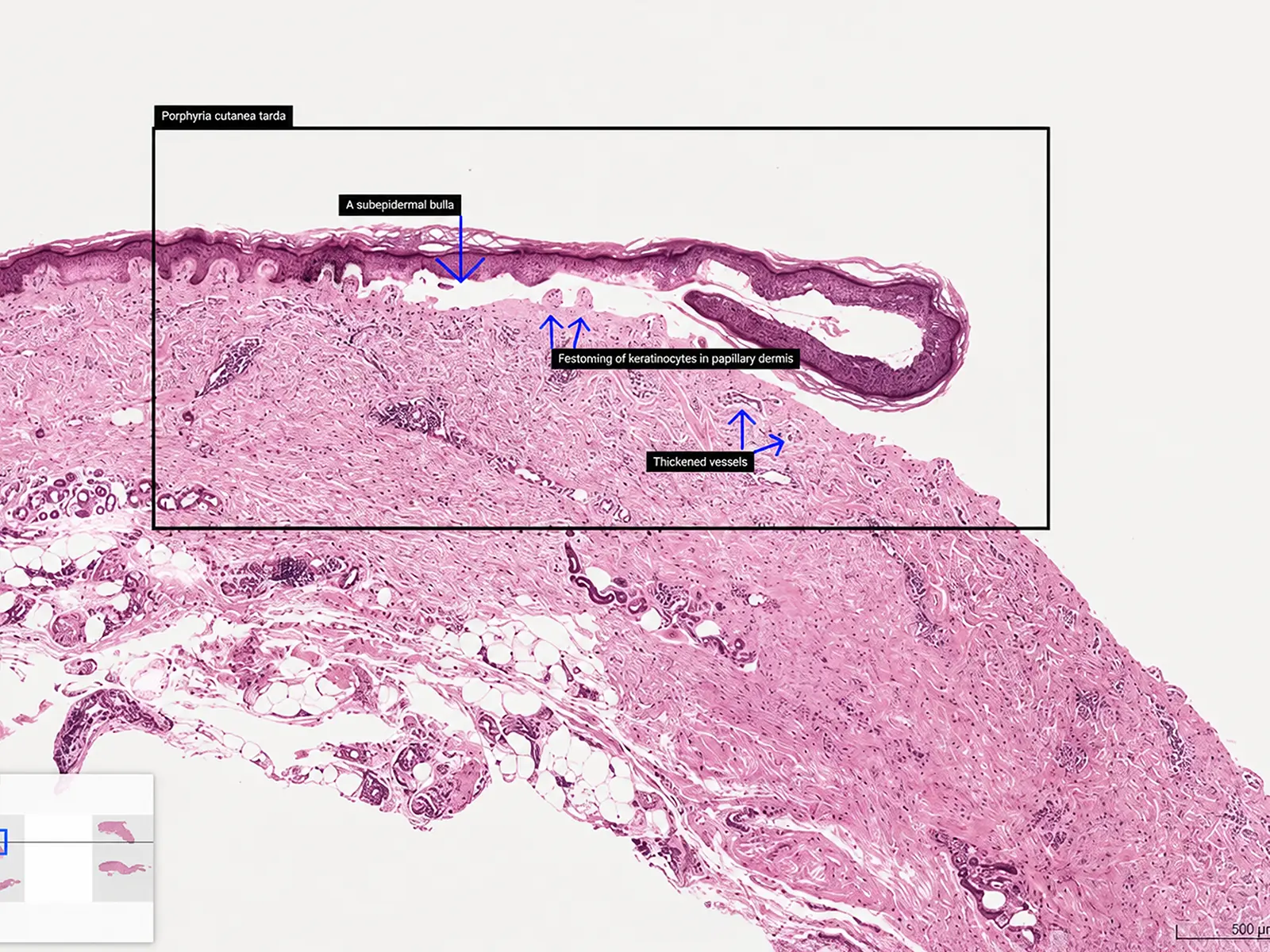 aetherSlide Digital Pathology System