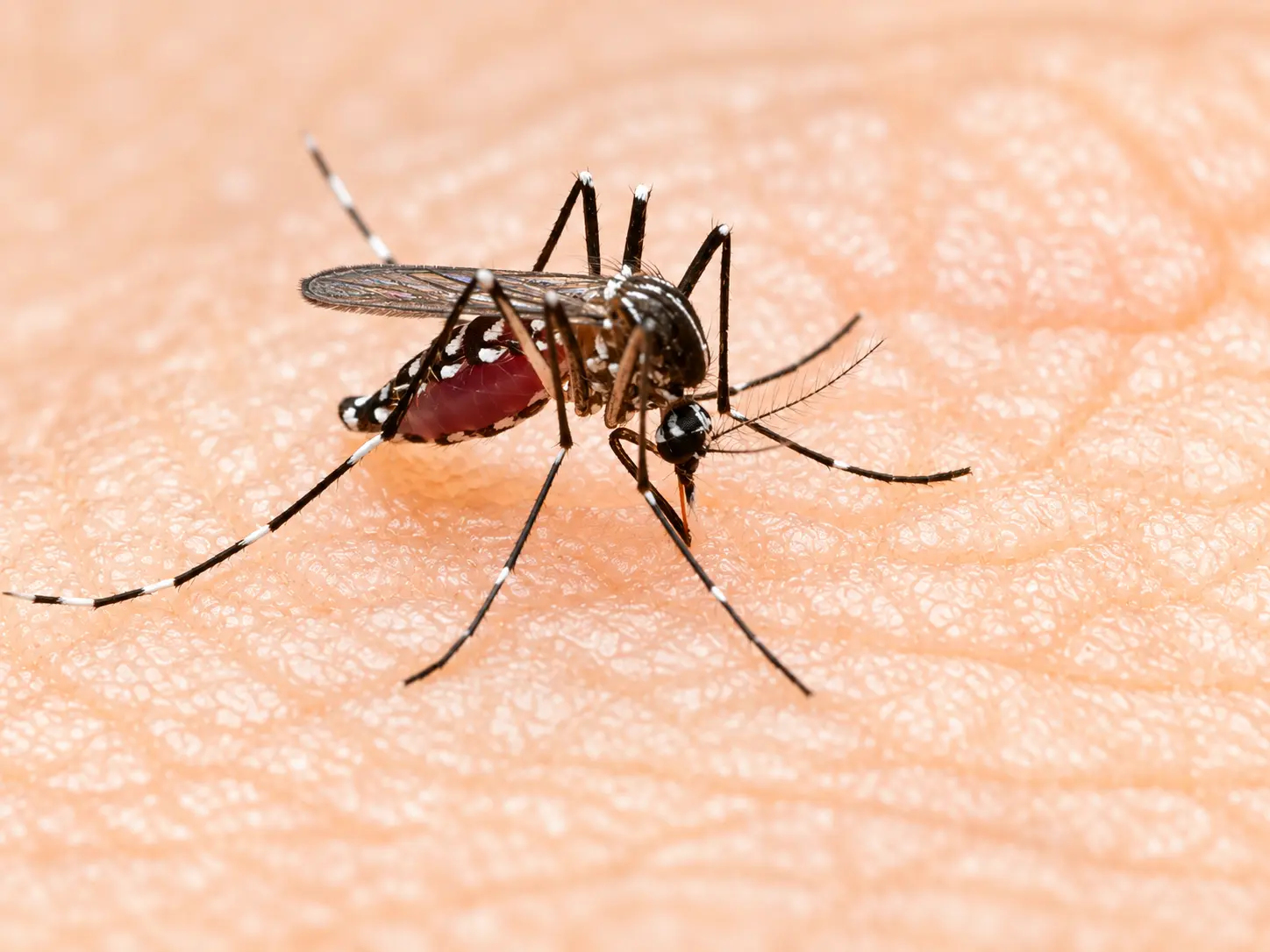 Dengue and Tropical Disease Control