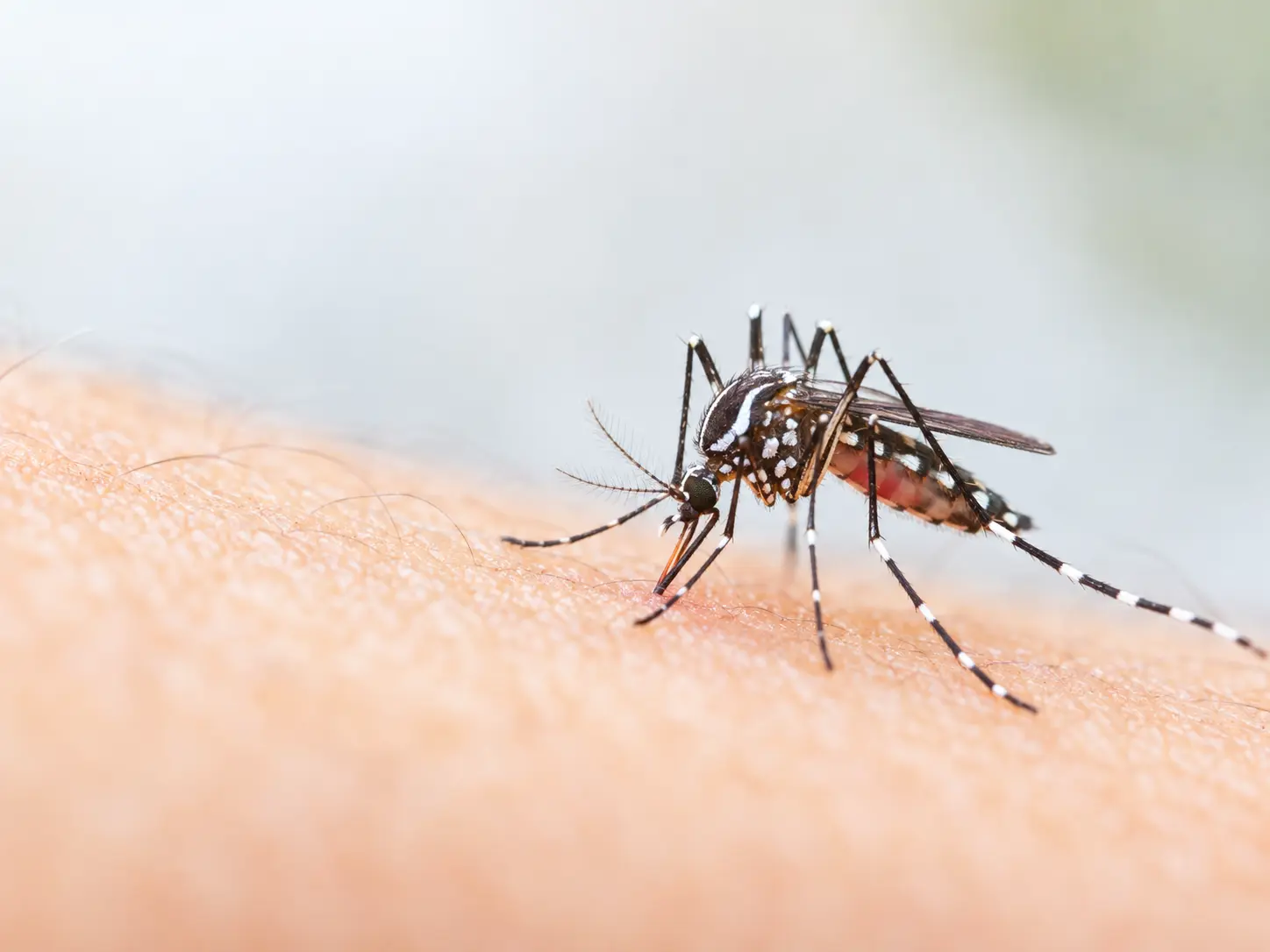 Dengue and Tropical Disease Control
