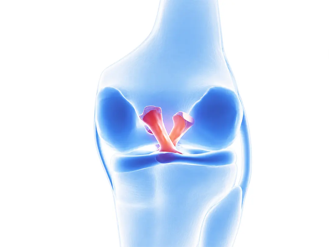 ACL / Minimally Invasive Reconstruction
