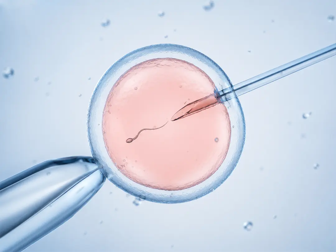 Infertility, AMA, Egg Freezing