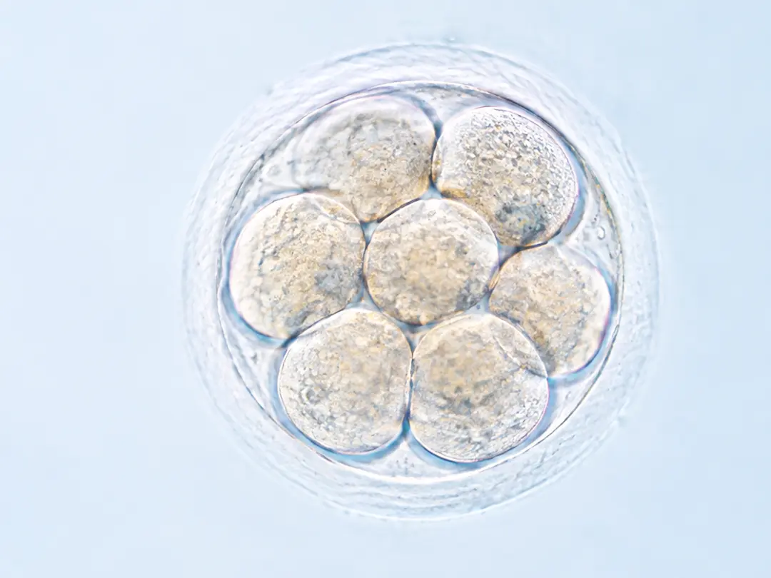 Infertility, AMA, Egg Freezing