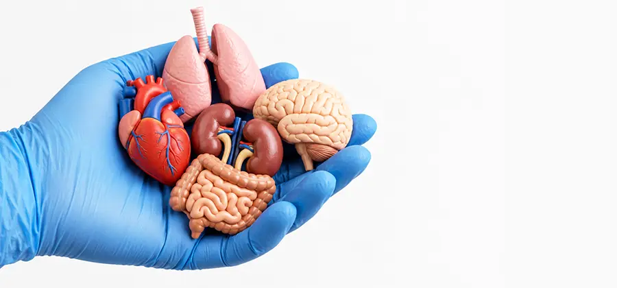 Organ Donation Coordination Care