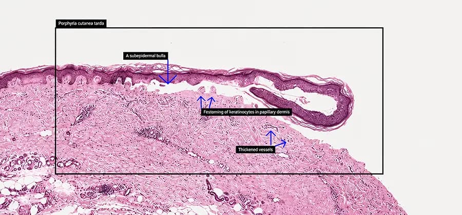 aetherSlide Digital Pathology System