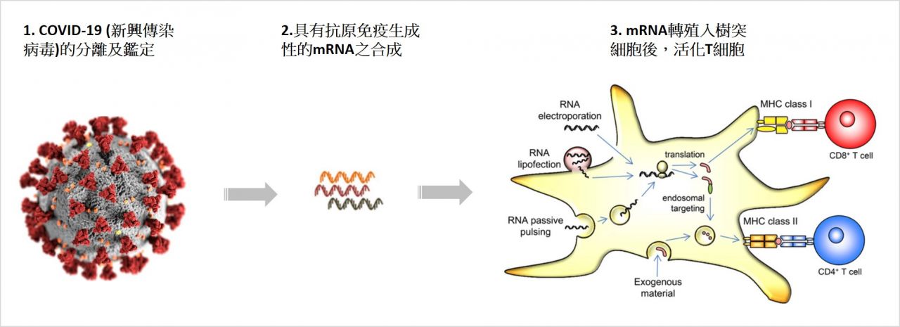  此為將mRNA和特殊樹突細胞整合的免疫細胞疫苗製劑示意圖。 (資料來源：Therapeutic Cancer Vaccination with Ex Vivo RNA-Transfected Dendritic Cells—An Update, Feb, 2020)